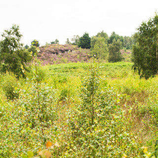 Public access to green space