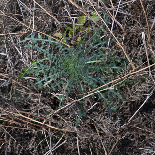 Habitat corridors and linkage