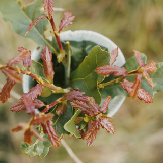 Diversified income for land owner